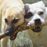 Top 10 Juguetes Resistentes para Perros Masticadores