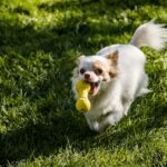Mini Aventuras: Juguetes Perfectos para Perros Pequeños